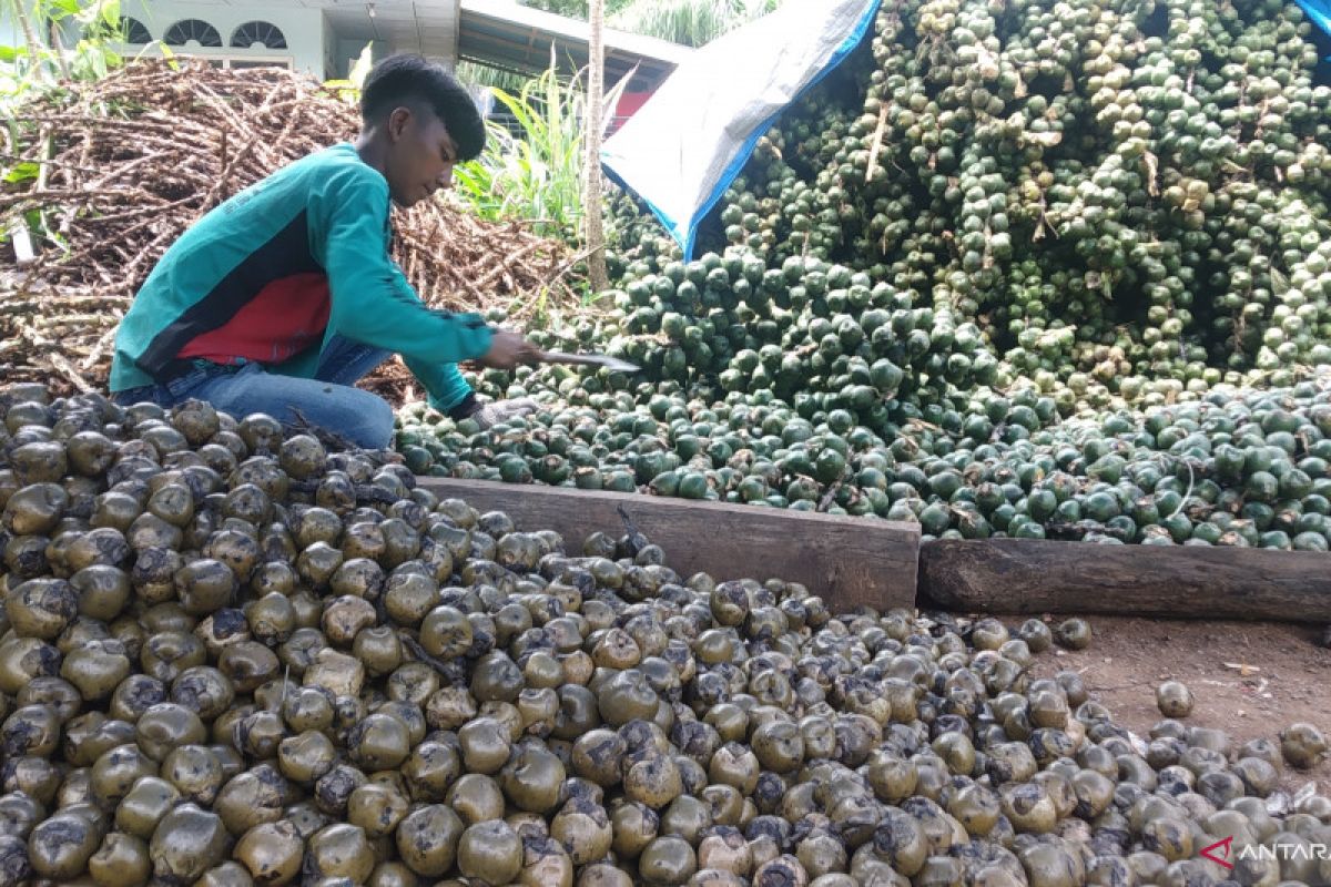 Jelang Ramadhan, warga Andaleh Baruah Bukik mulai produksi buah kolang kaling (Video)