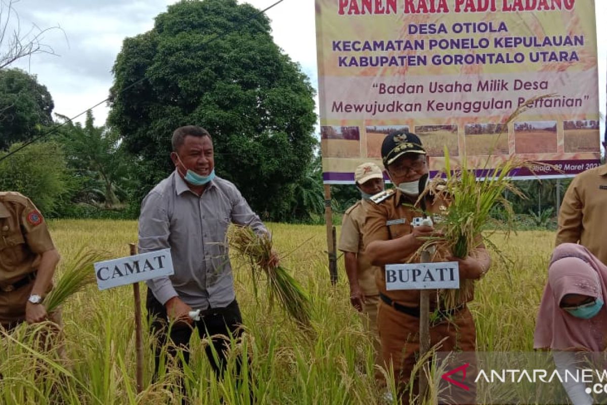 Bupati Gorontalo Utara sebut daerahnya alami surplus beras