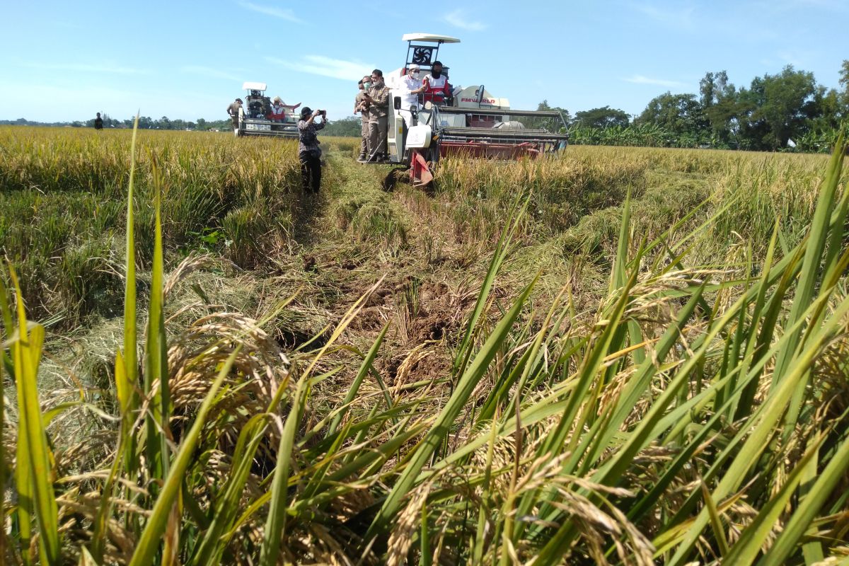 KTNA Karawang sebut petani tengah hadapi murahnya harga gabah