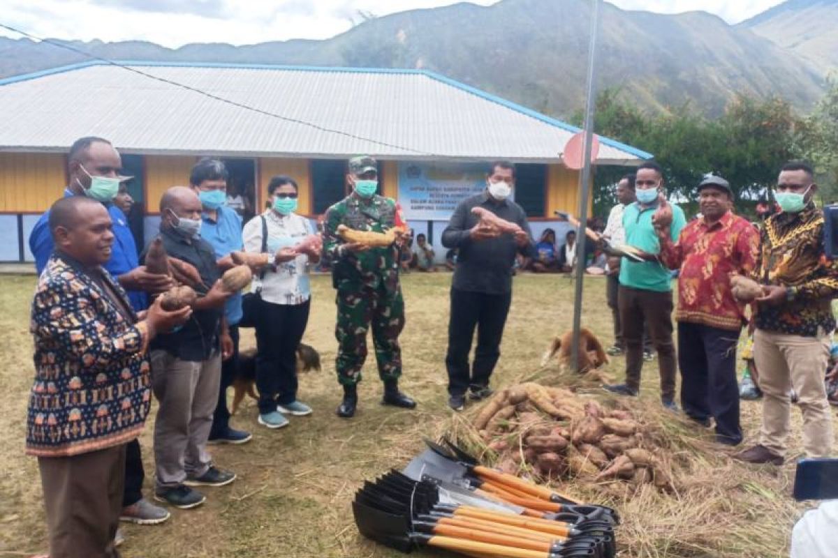 Bupati Jayawijaya dan Dandim 1702 panen ubi jalar di Kampung Sugokmo