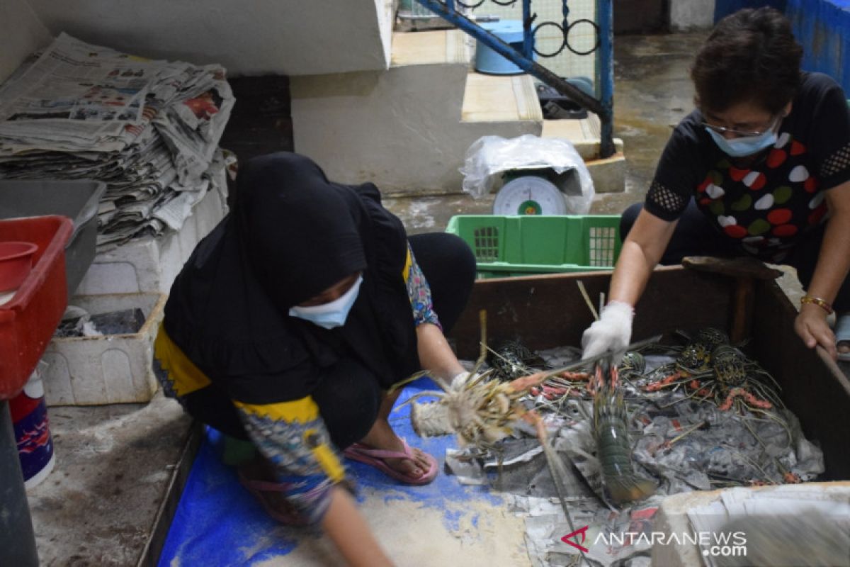 Kadin mendukung Lombok jadi pusat budidaya lobster