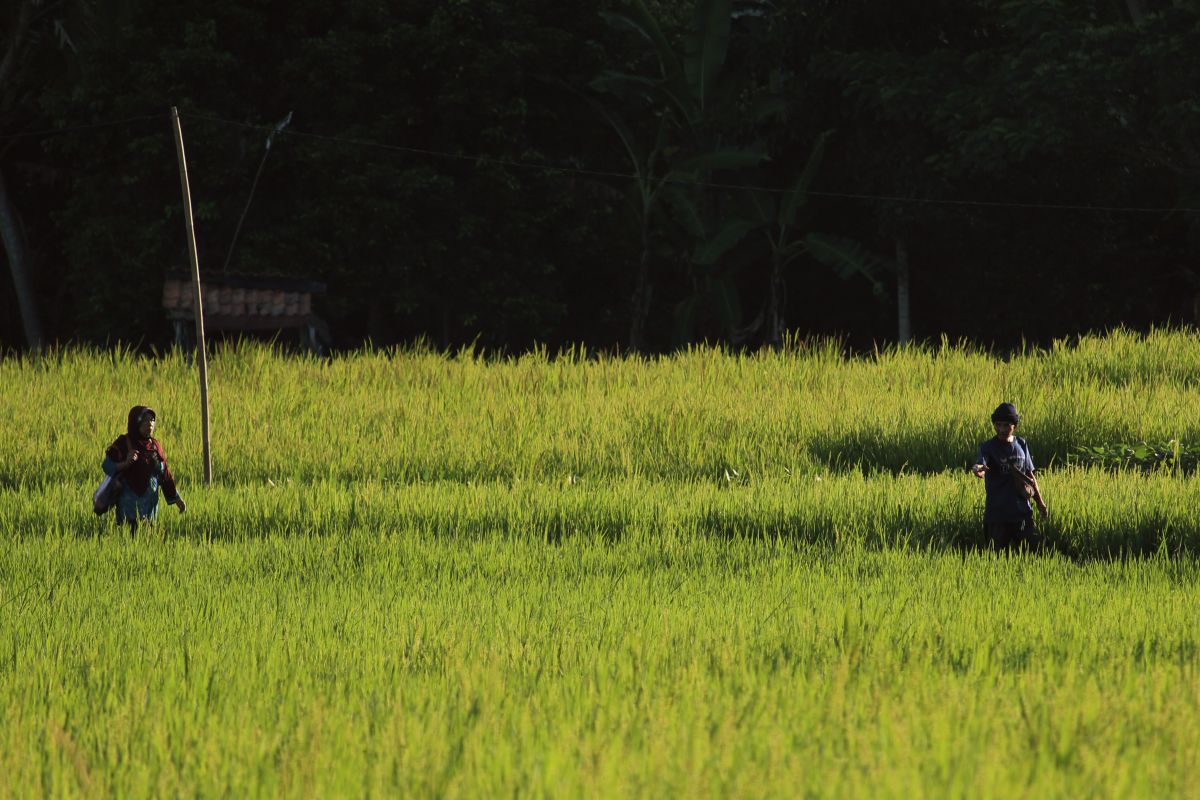 Lampung maksimalkan serapan gabah petani di musim panen raya