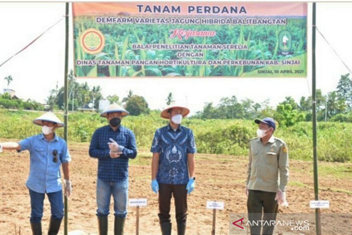 Pemkab Sinjai gandeng BPT Serealia Maros tingkatkan produksi jagung