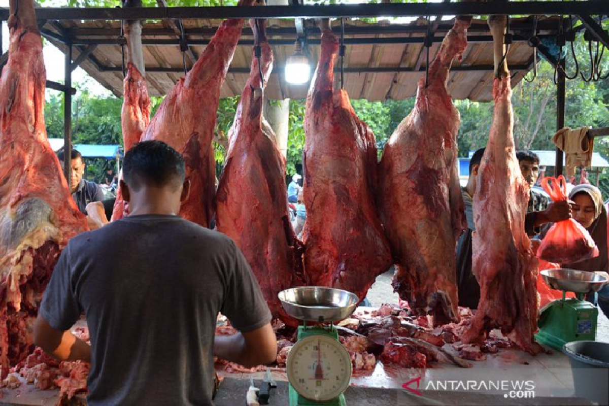 Hadapi meugang, persediaan hewan ternak di Simeulue capai ratusan ekor