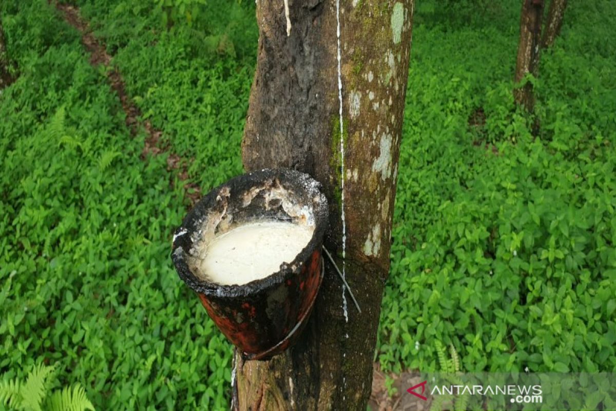 Gapkindo Sumut sebut permintaan karet di pasar lokal menguat