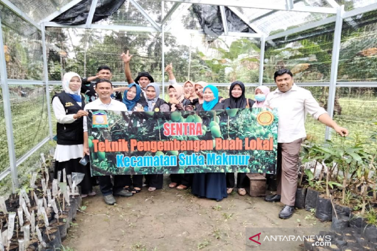 Koperasi SieBreuh Aceh Besar bina penangkar bibit mangga
