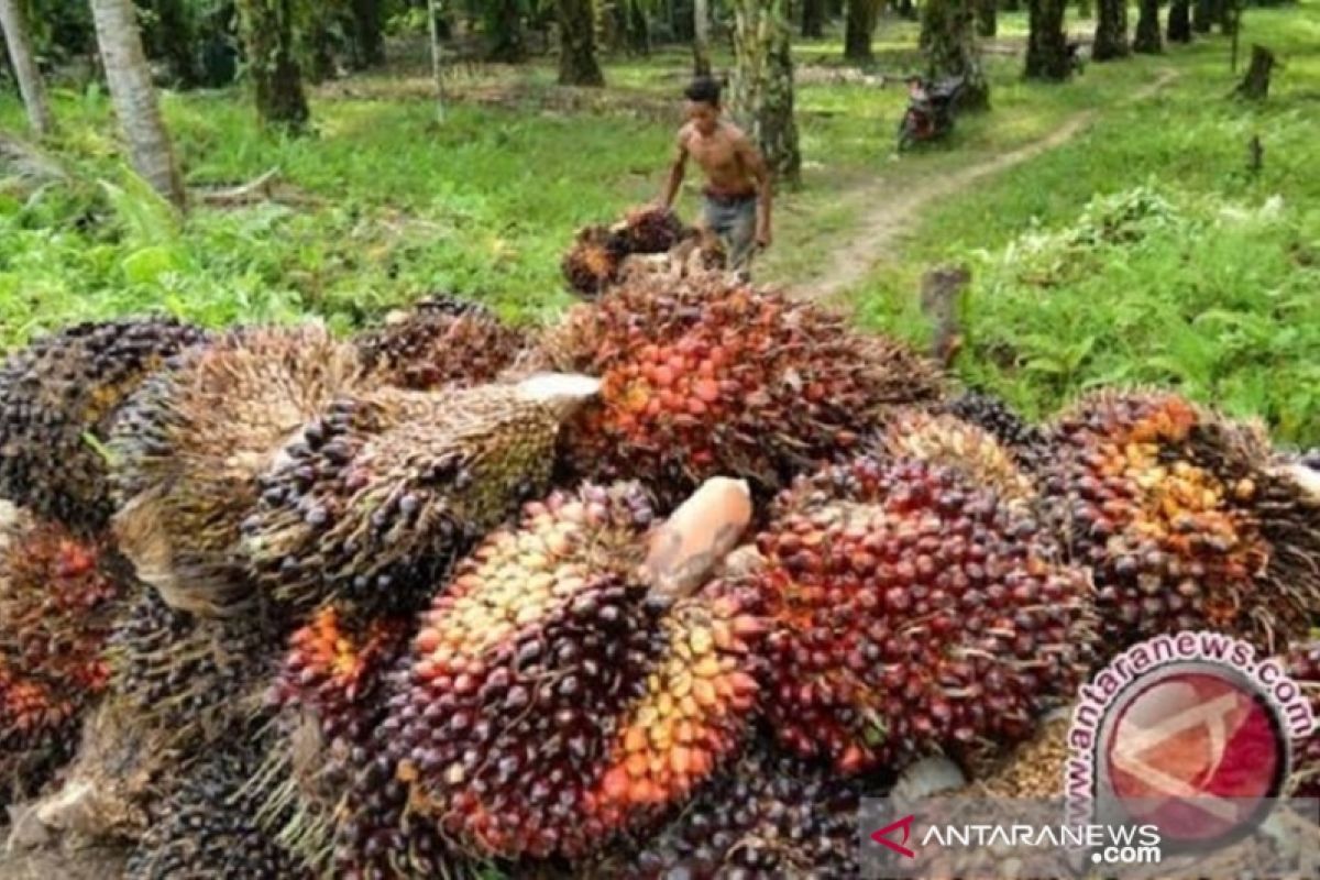 Harga TBS sawit di Kotabaru merangkak naik jadi Rp1.800 per kg