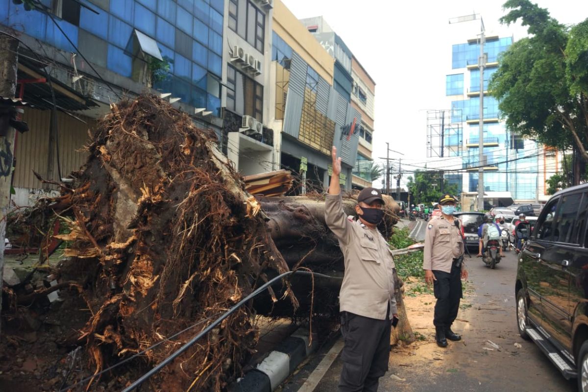Pohon tumbang timpa satu mobil di Kebayoran Lama