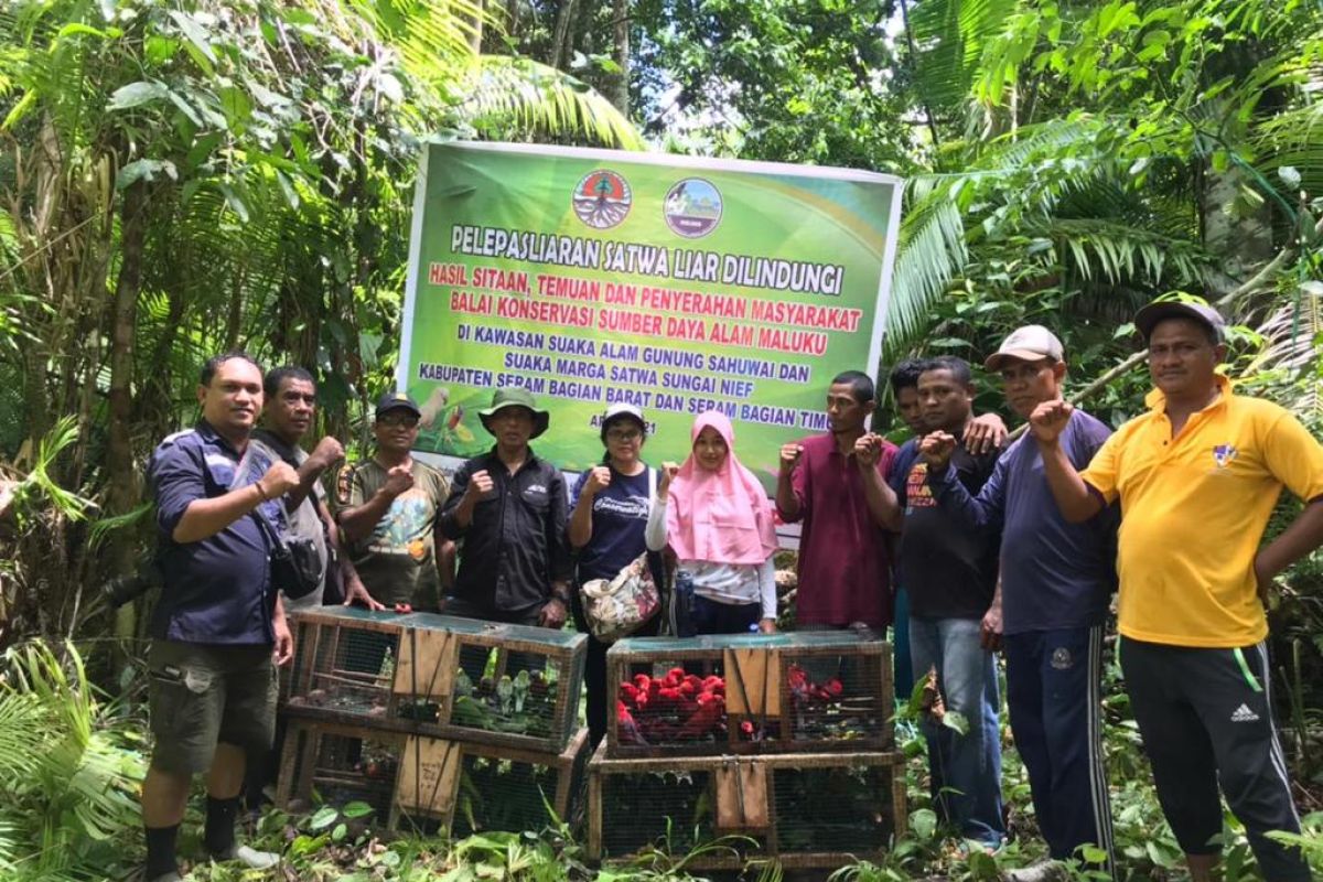 BKSDA lepaskan ratusan satwa liar endemik Maluku