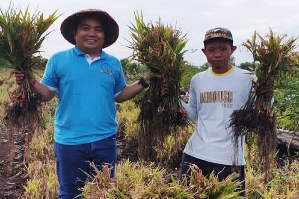 Jahe merah potensial dikembangkan di Palangka Raya