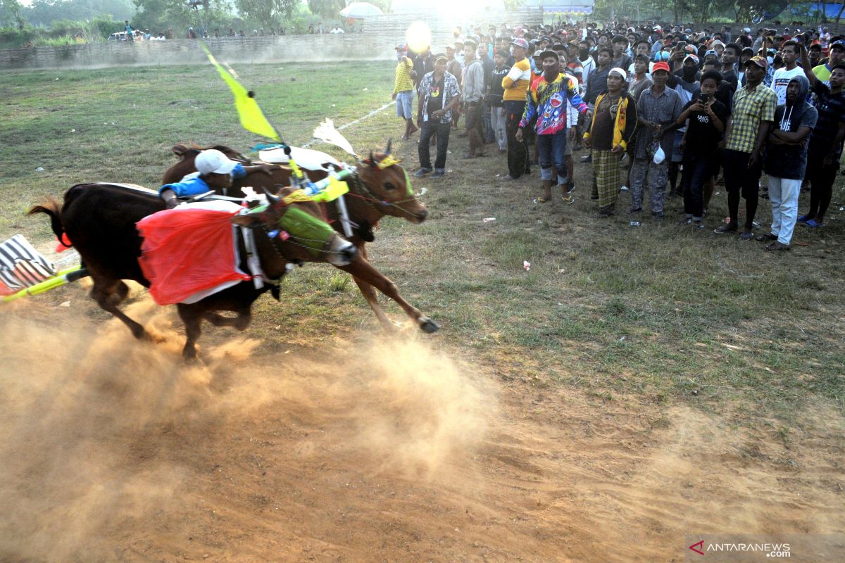 Final Kerapan Sapi Se-Madura