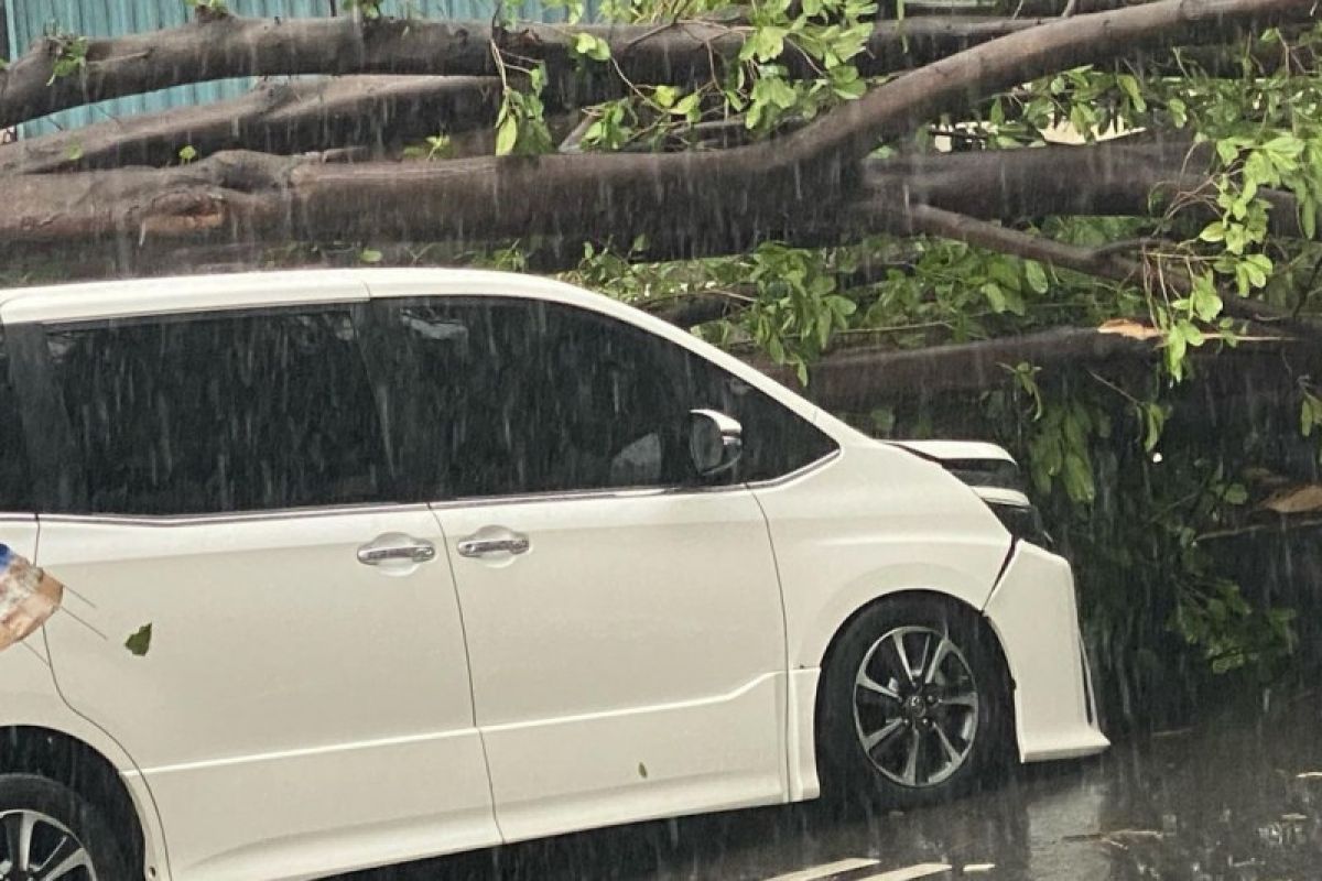 Mobil tertimpa pohon tumbang bisa diajukan klaim asuransi