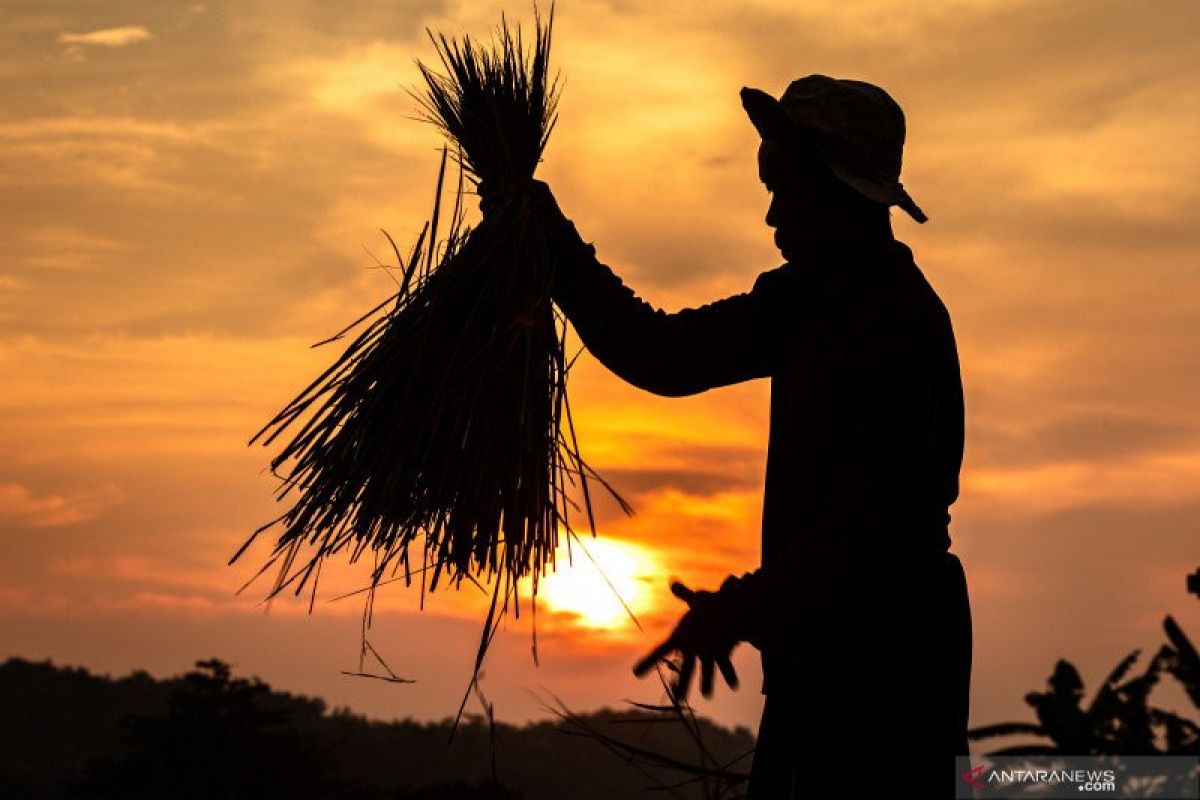 BUMN Pertani diminta pemerintah serap 300.000 ton gabah petani