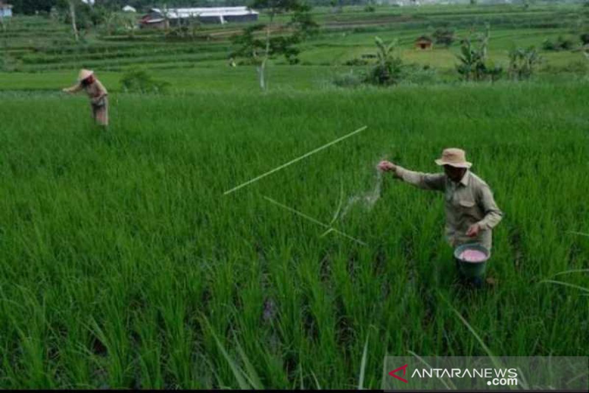 Tambahan alokasi pupuk bersubsidi angin segar bagi petani