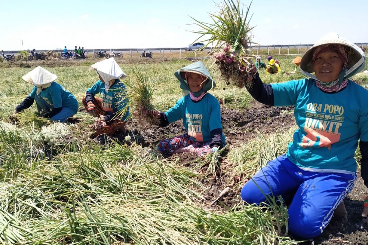 Dinas Pertanian salurkan bantuan 1,5 ton bibit bawang merah