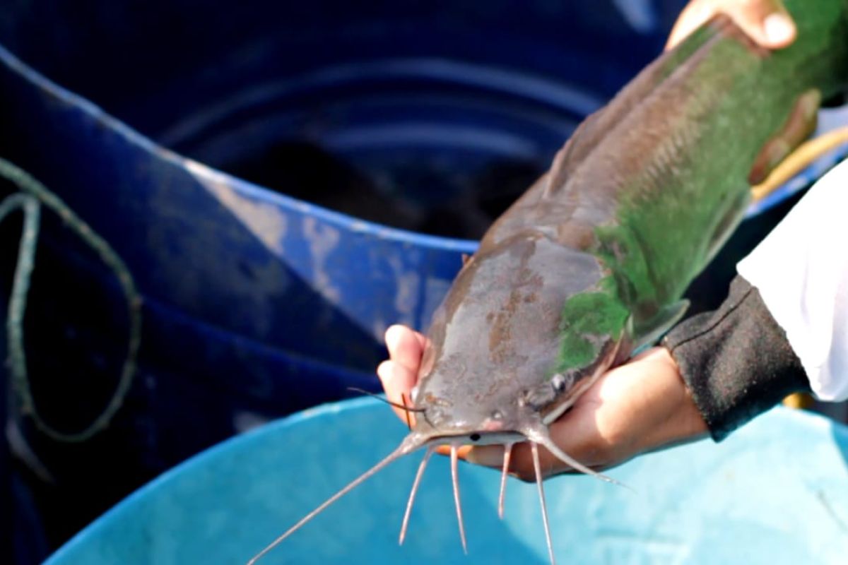 Strain unggulan ikan lele Mutiara dikembangkan KKP