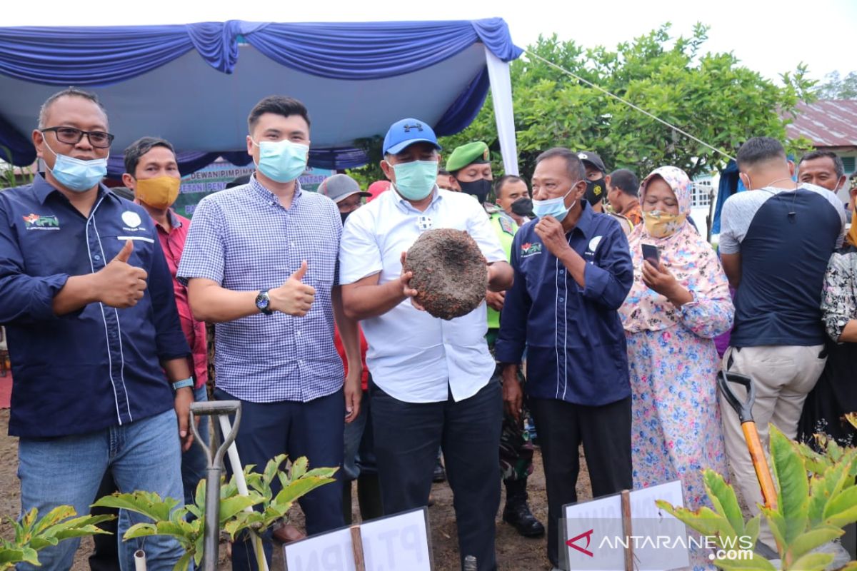 Panen Porang di gambut Siak, Alfedri: Ini lebih menguntungkan dibanding Sawit