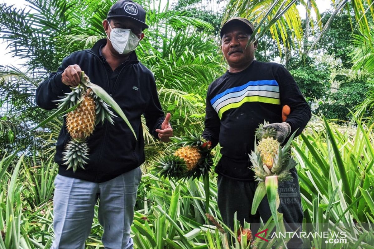 Pemprov Kaltim gelar pelatihan membuat selai nanas