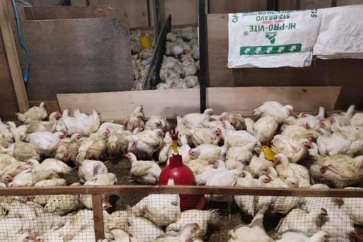 Pedagang ayam di Mamuju kehabisan stok jelang Ramadhan