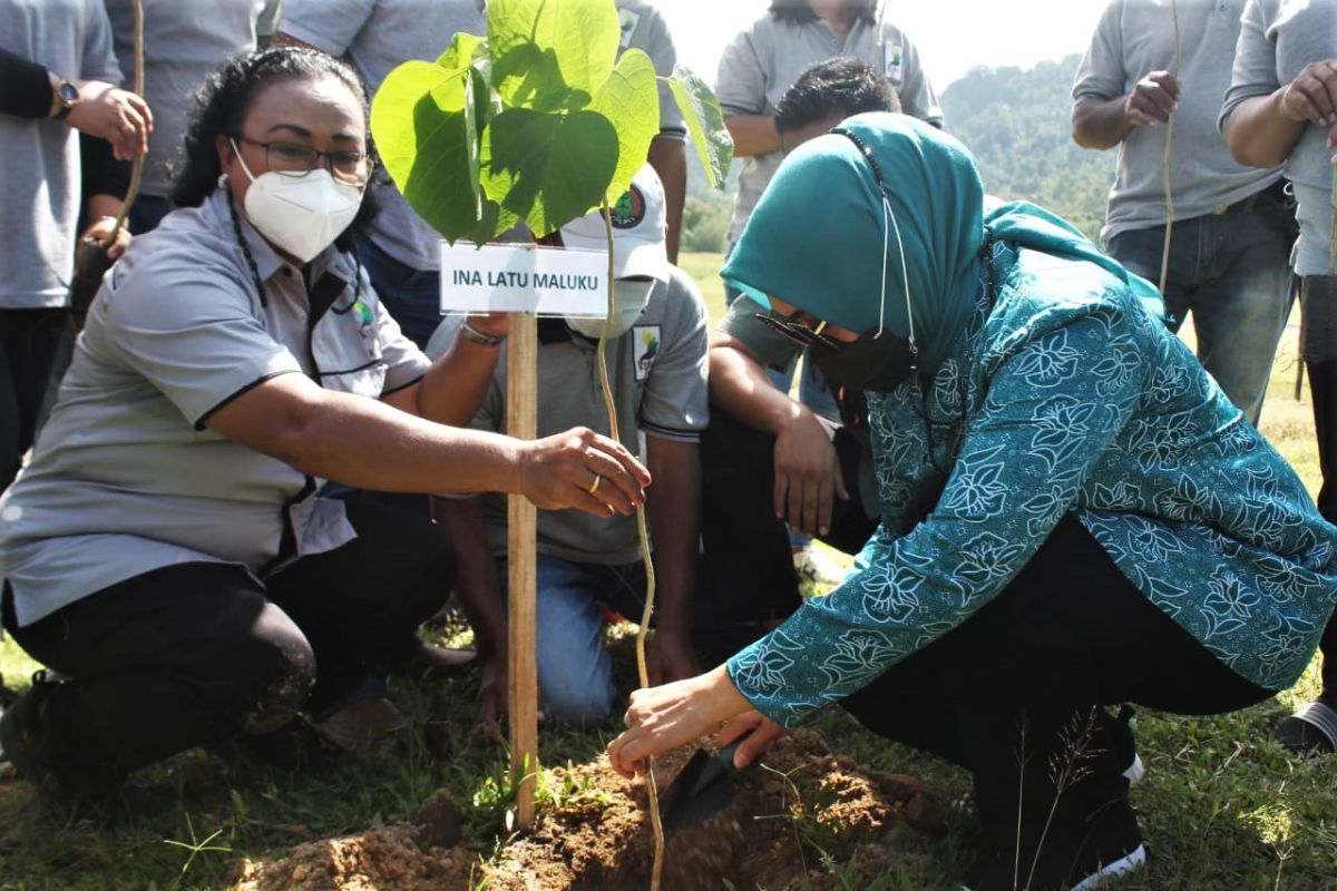 Tim Penggerak PKK Maluku - KPH Ambon tanam 150 pohon di Desa Suli