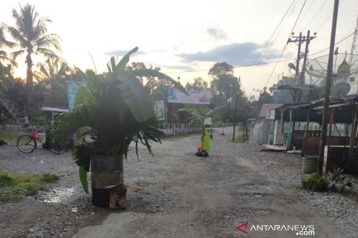 Kecewa tidak diaspal, warga Nagan Raya tanam pisang di badan jalan
