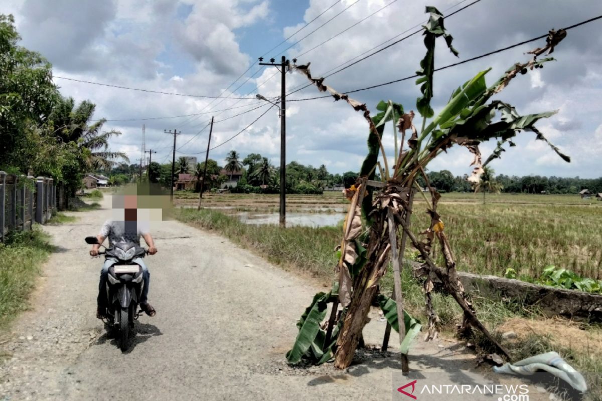 Badan jalan di Nagan Raya ditanami pohon pisang ternyata capai satu kilometer