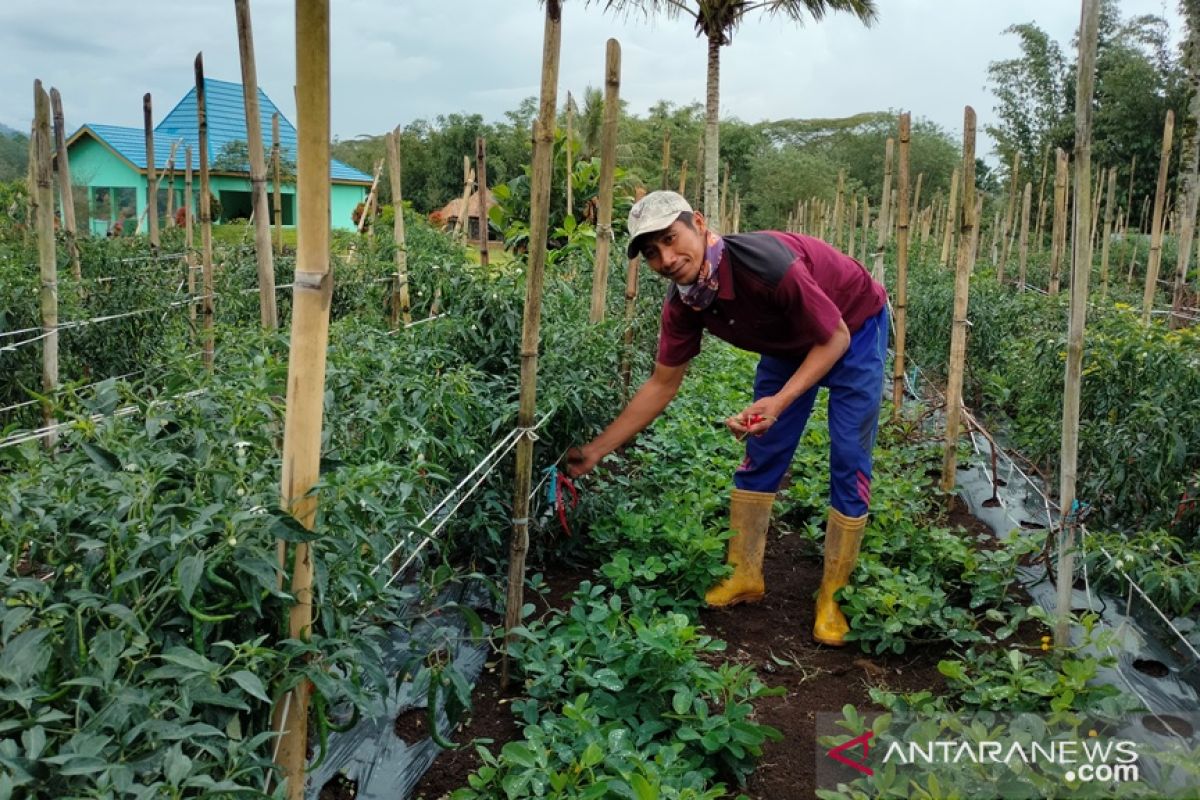 Harga sayuran di Rejang Lebong mengalami penurunan