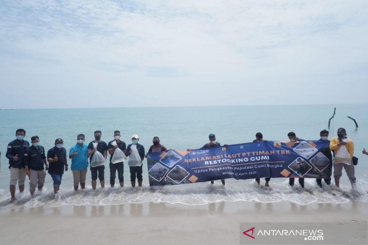 PT Timah Lepas Ratusan Anakan Cumi di Pantai Tikus Emas