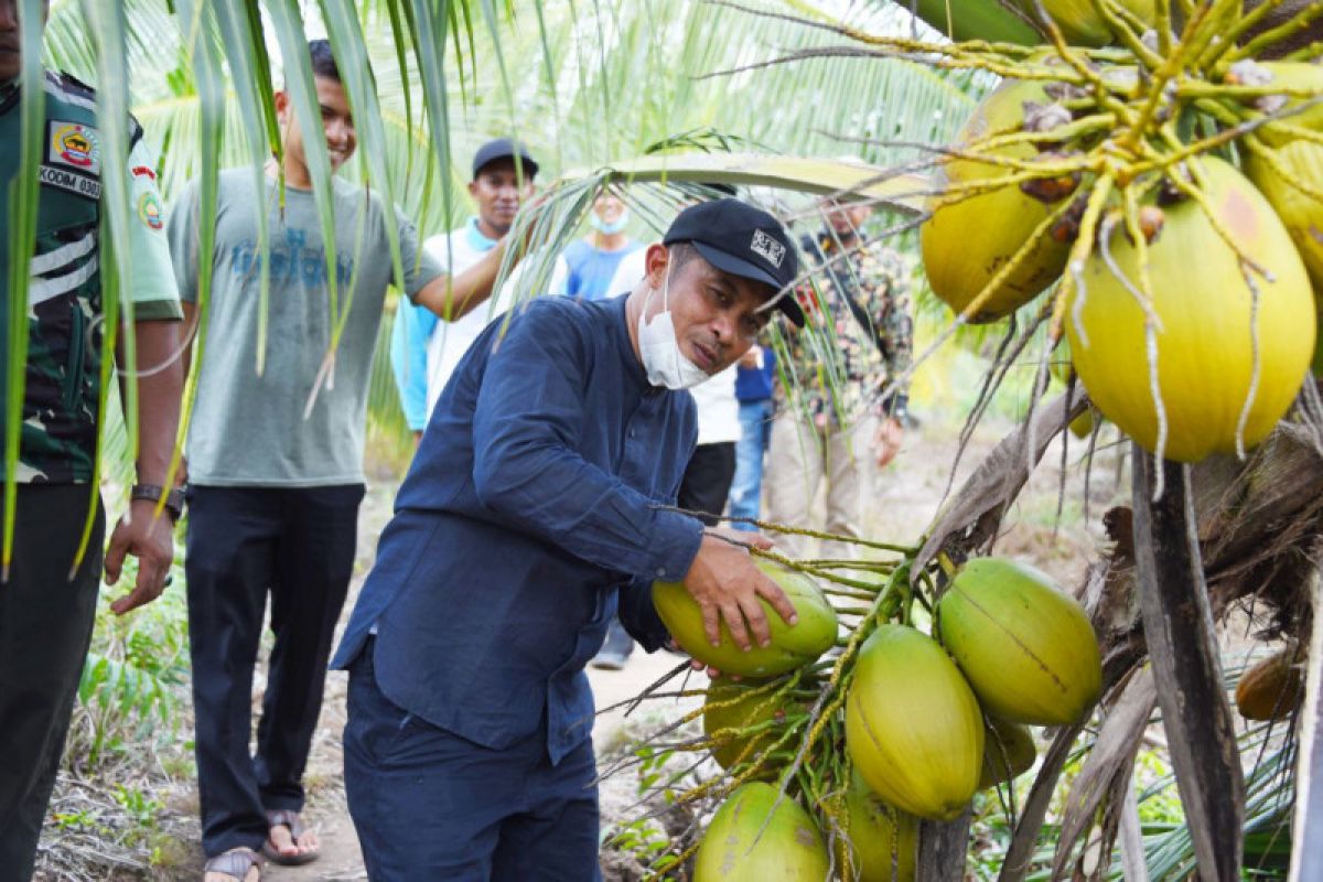 Tingkatkan ekonomi, Pemkab Bengkalis dukung petani kelapa