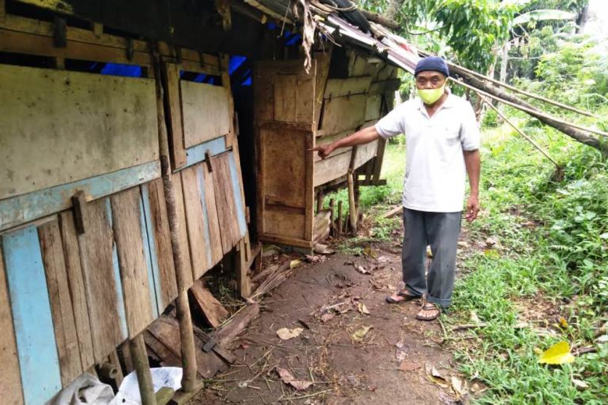 Tiga ekor harimau berkeliaran di perkebunan warga