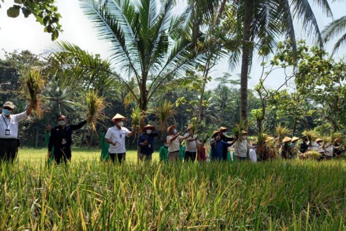 Komisi IV DPR RI mengikuti panen perdana padi Inpari IR Nutri Zinc