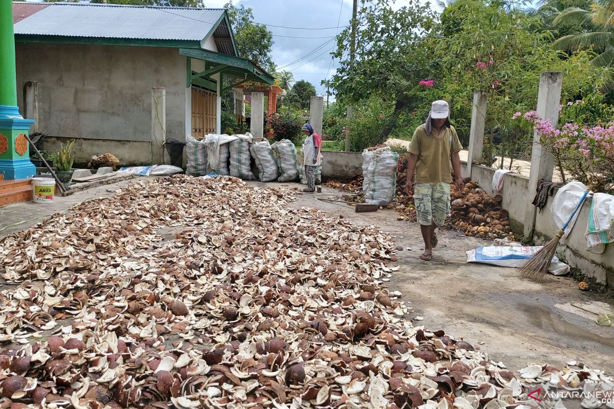 Petani sambut gembira kenaikkan harga kopra