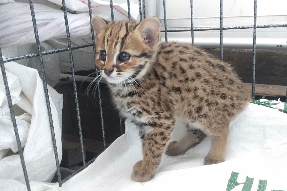 Seekor kucing hutan kembali ditemukan masuk perkampungan di Kediri