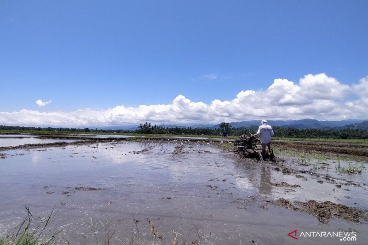 Potensi pertanian Parigi Moutong penyumbang ketahanan pangan Sulteng