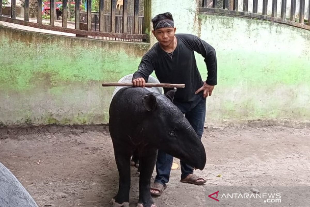 Masuk bulan lahir, Taman Rimba Jambi tunggu kelahiran anak tapir