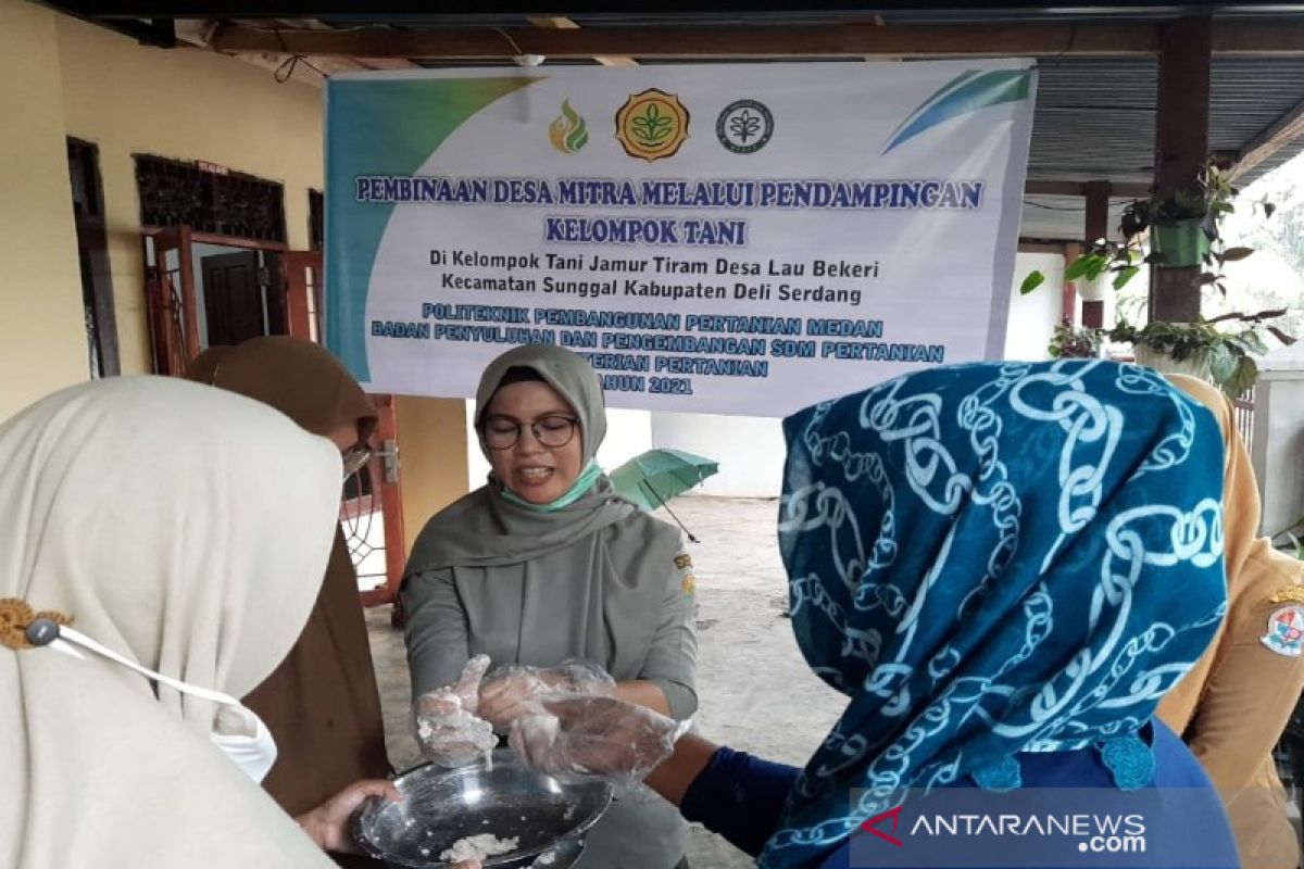 Polbangtan Medan latih petani mengolah sate dan bakso Jamur Tiram di Deli Serdang