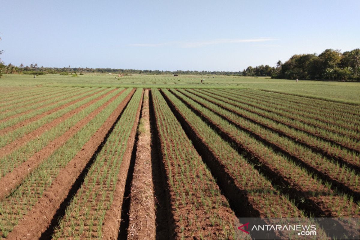 Bantul gandeng BMKG bina kelompok tani pahami iklim untuk pertanian