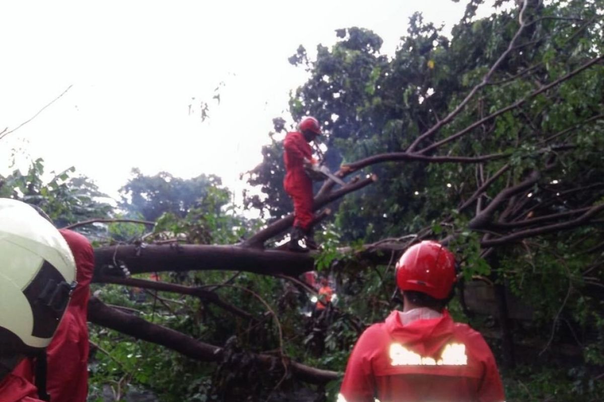 Jakarta Barat tingkatan pemangkasan pohon jelang musim hujan