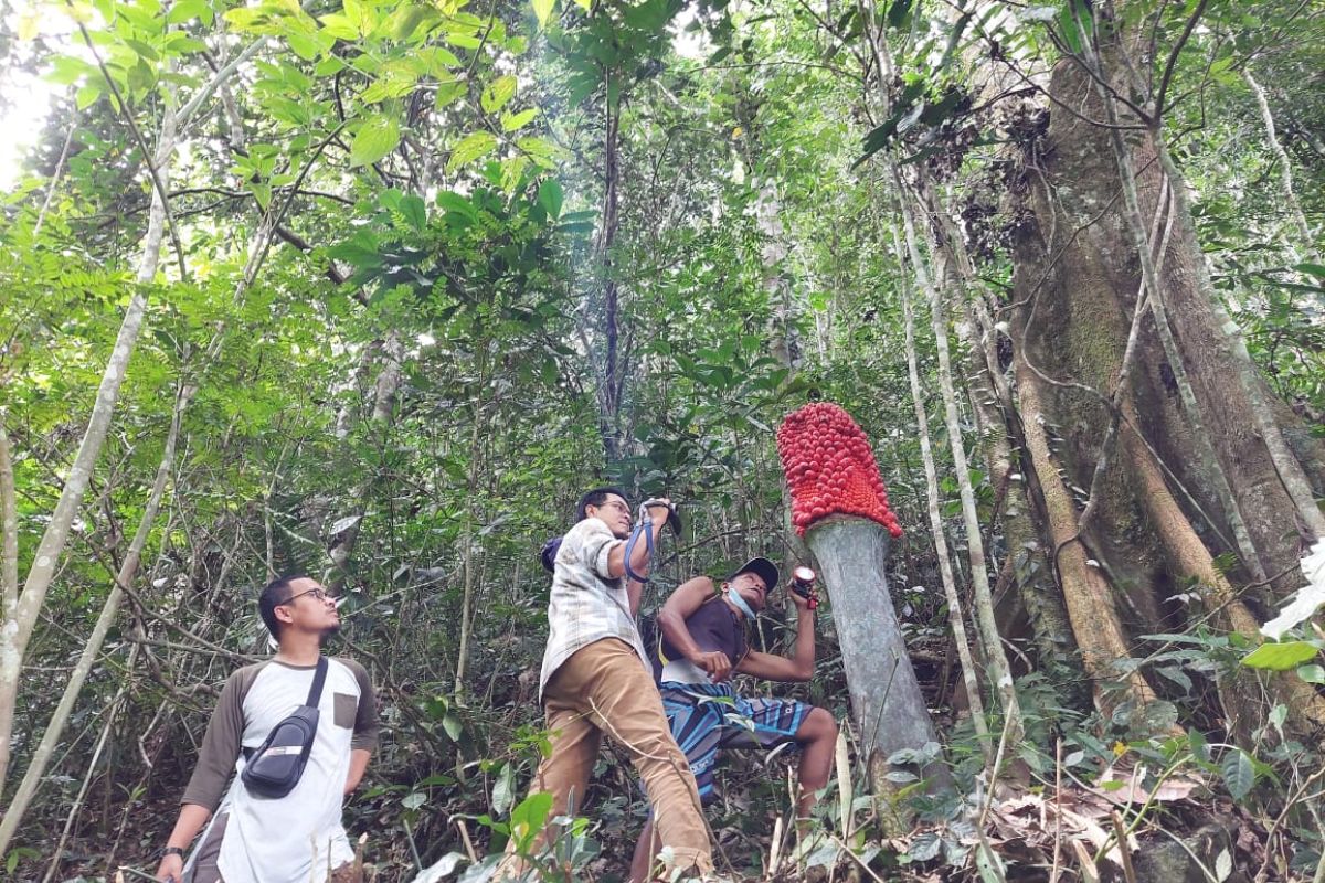 Populasi Bunga Bangkai dan Raflesia ditemukan di Kamang Mudiak