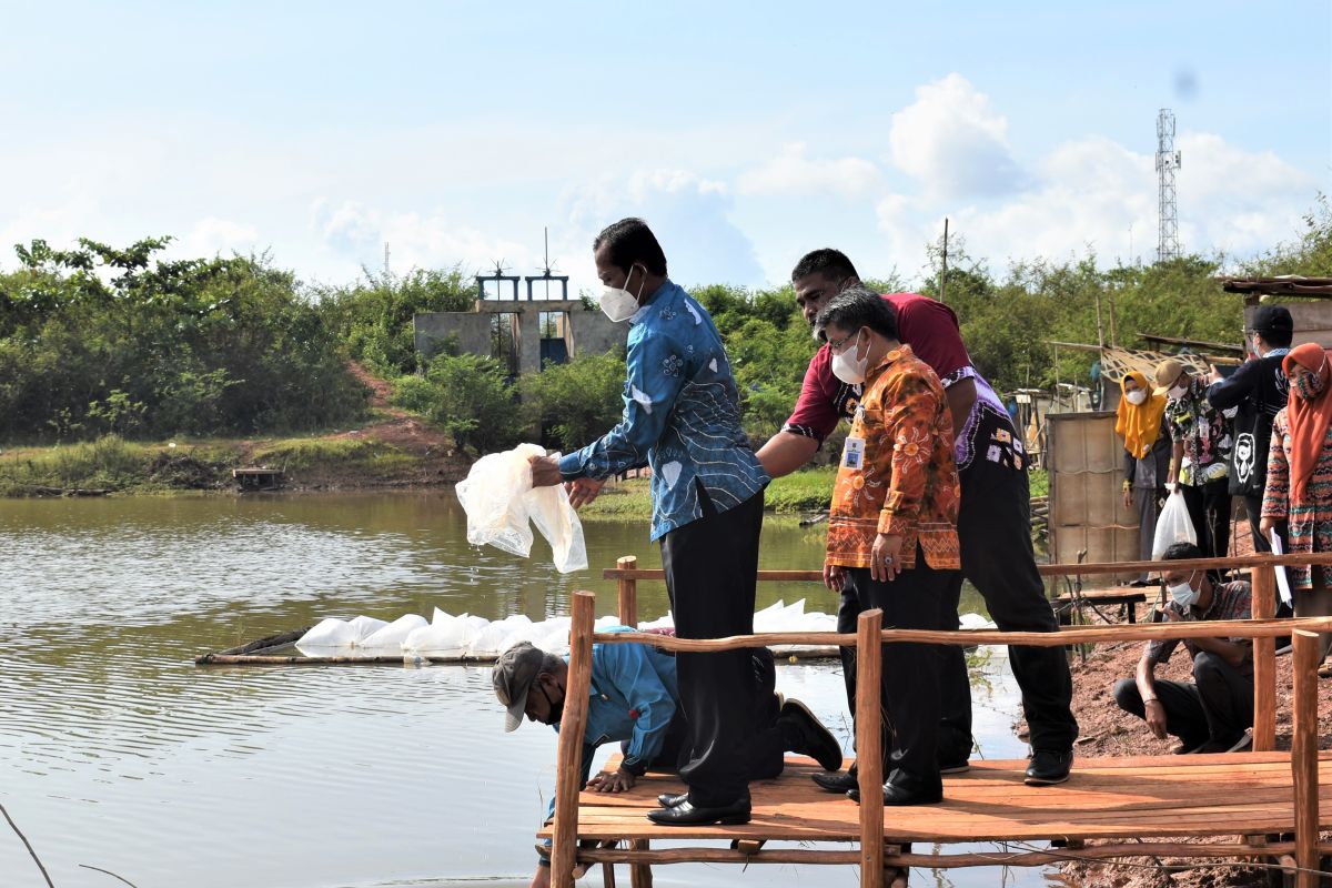 Tanah Laut spread snakehead fish seeds in Boom Lake