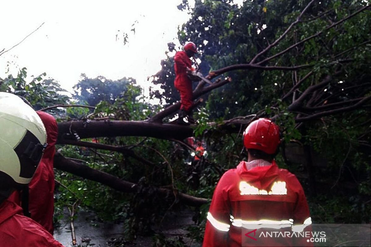 Sudin Pertamanan Jakarta Timur evakuasi 57 pohon tumbang