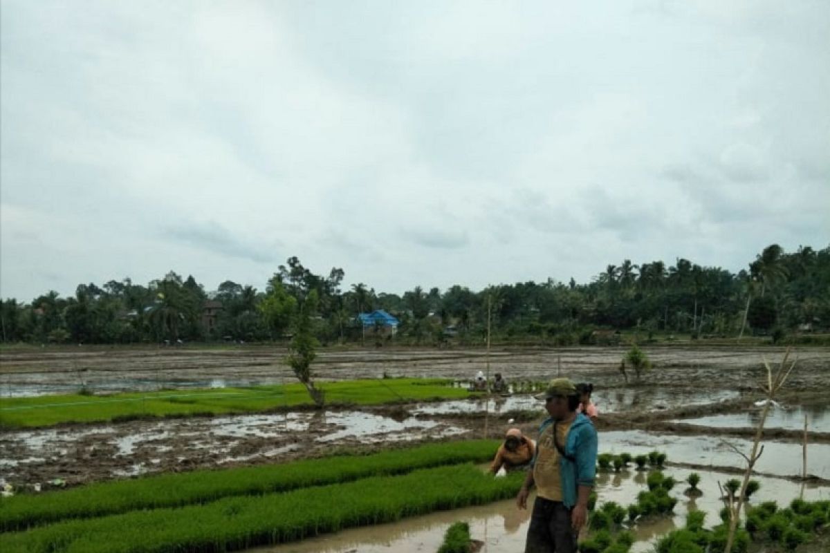 Mukomuko usulkan tambahan benih padi untuk petani