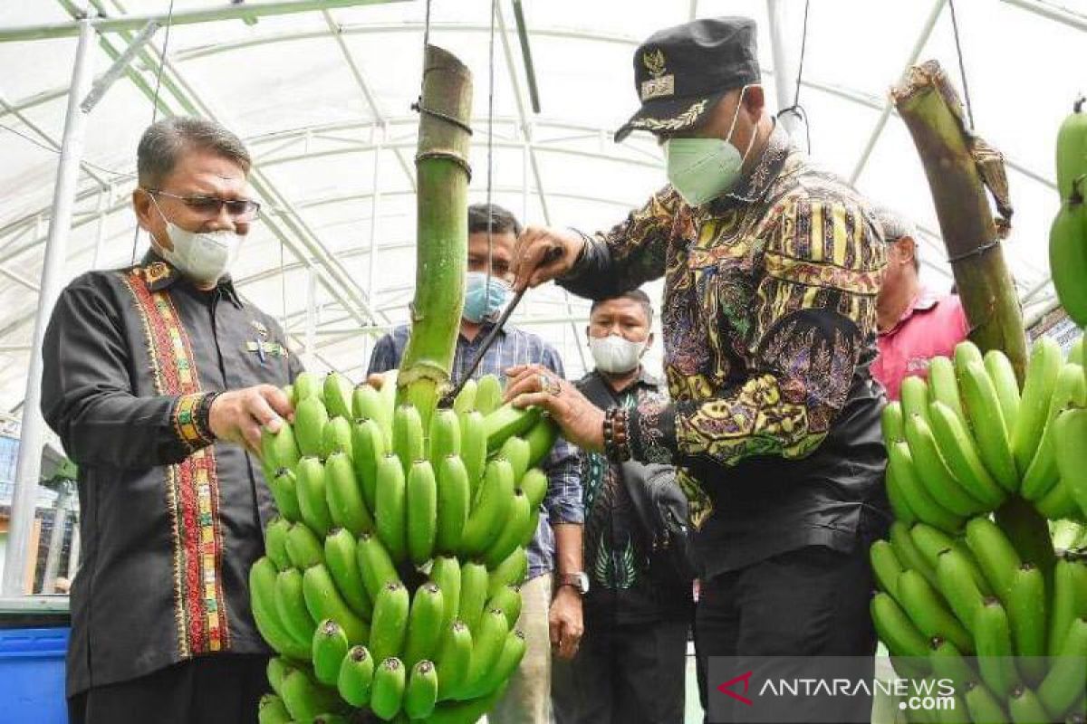 Siap ekspor, pisang Cavendish di BBTPH Bener Meriah mulai panen