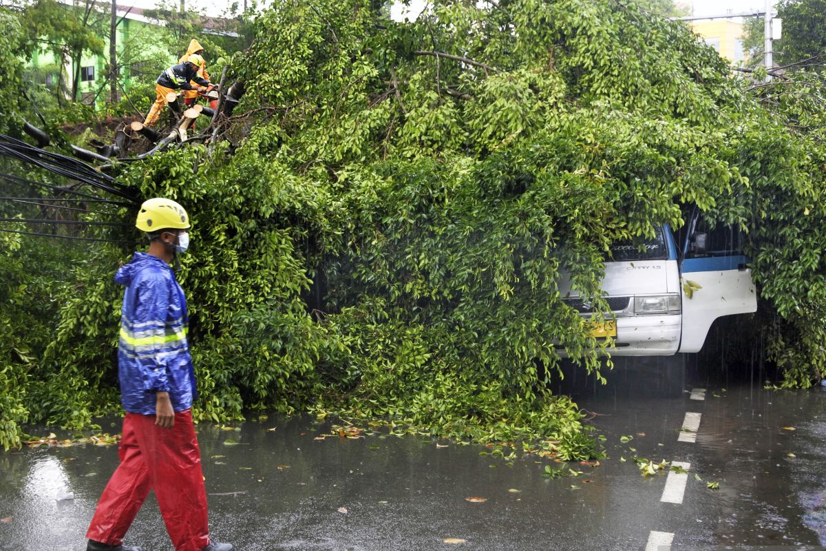 Pohon tumbang tewaskan pengendara motor di Pujut Lombok Tengah