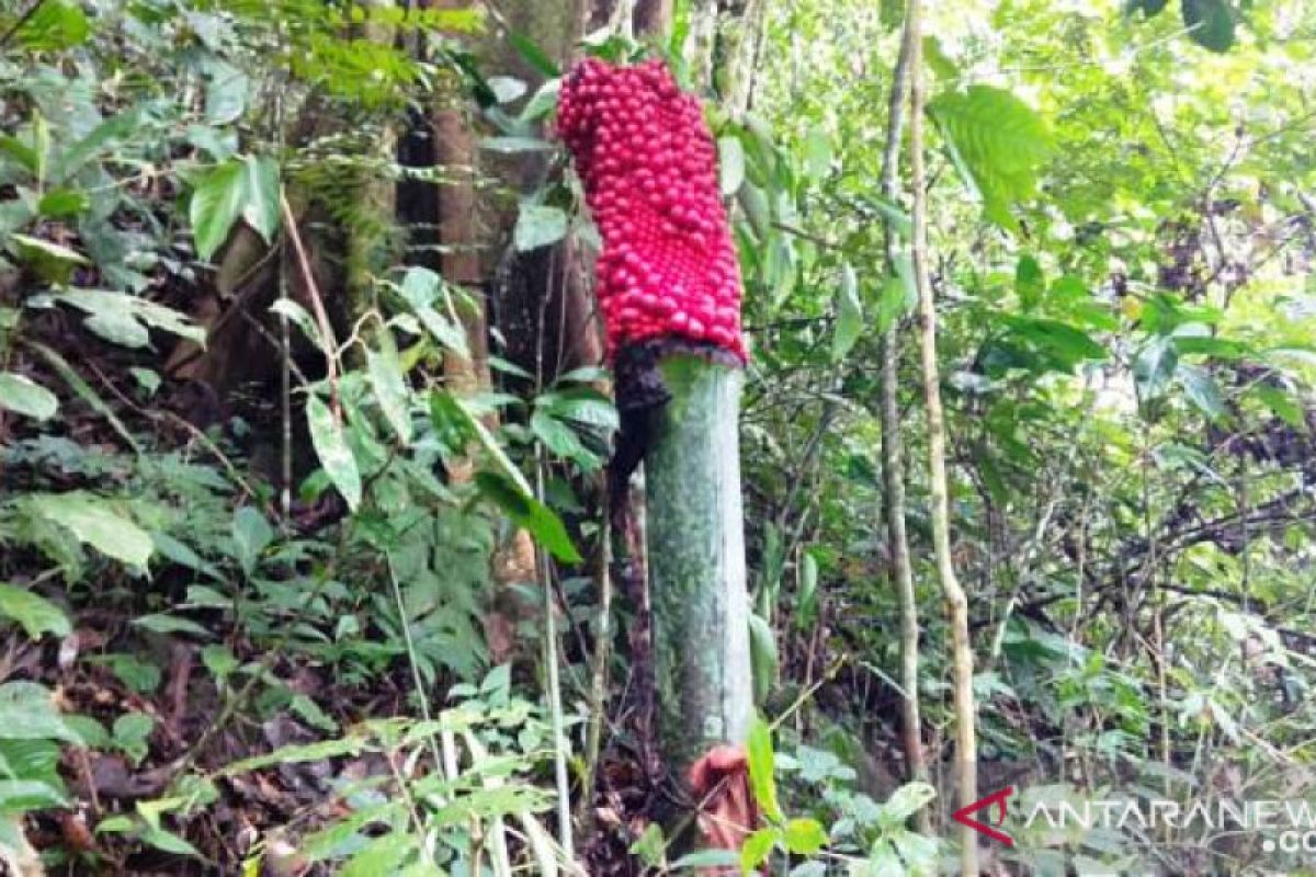 Bunga bangkai berbuah ditemukan di Agam, Sumbar