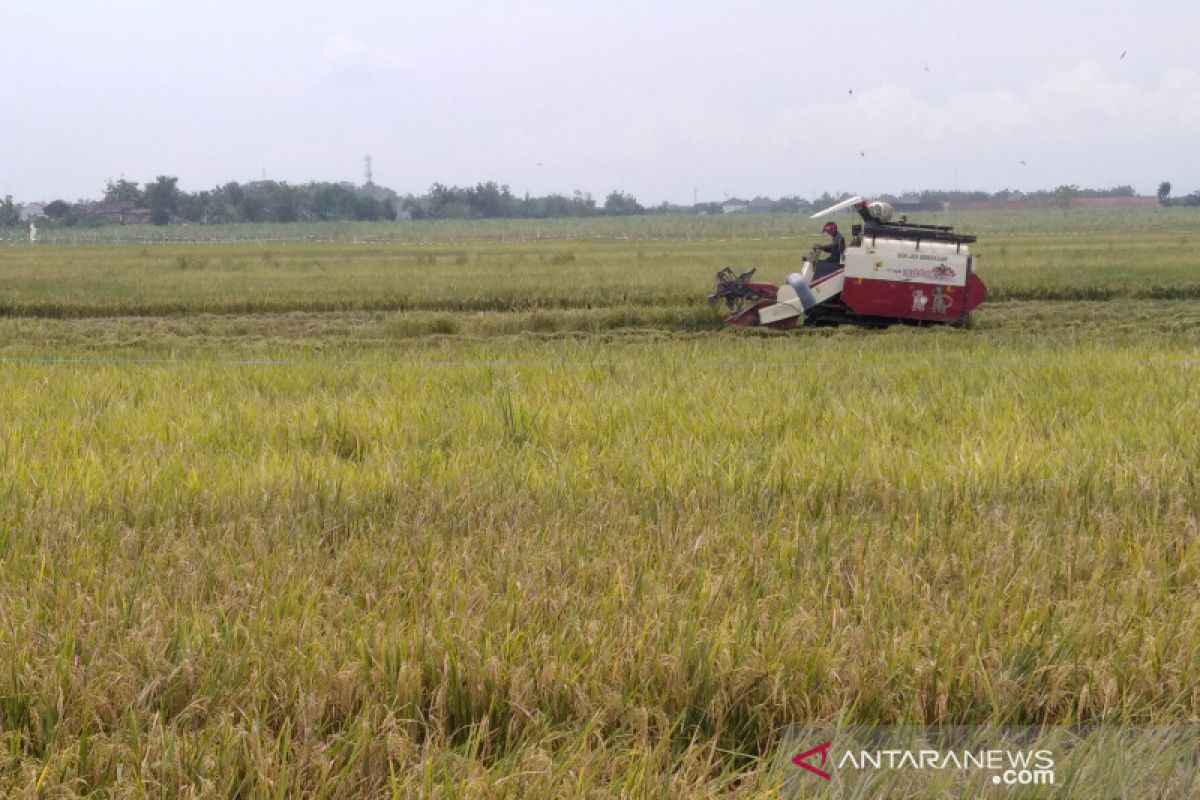 2020, produksi gabah di Kudus capai 166.494 ton GKP