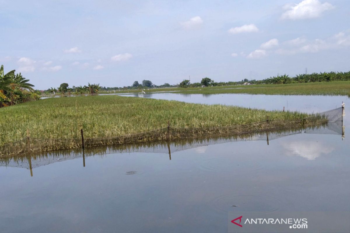 Terdampak banjir, klaim asuransi tanaman padi di Kudus baru 35,95 hektare