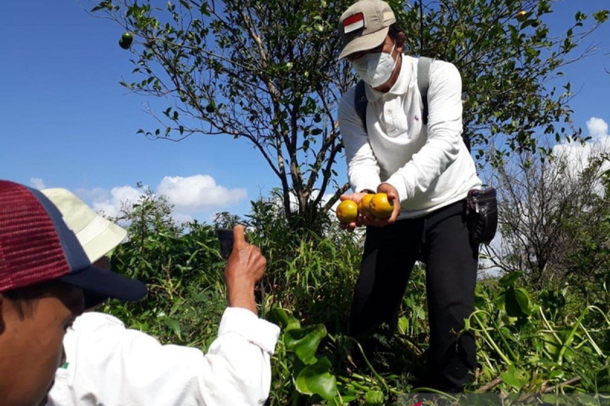 Relawan FKH ingin  kembalikan Sungai Madang sentra jeruk