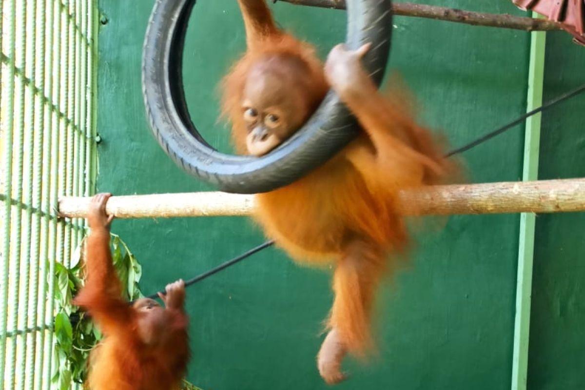 BBKSDA Sumut terima  dua orangutan sumatera  dari Jawa Tengah