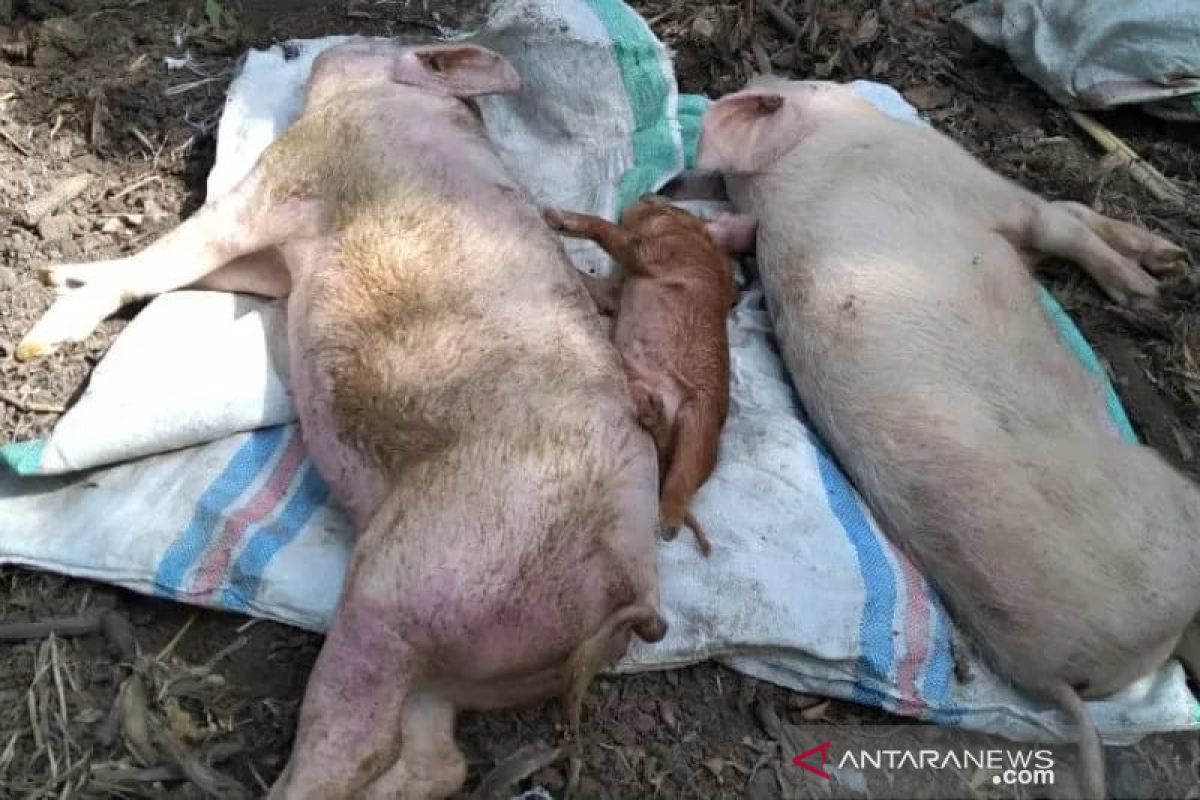 Kabupaten OKU tekan penyebaran virus ASF pada babi